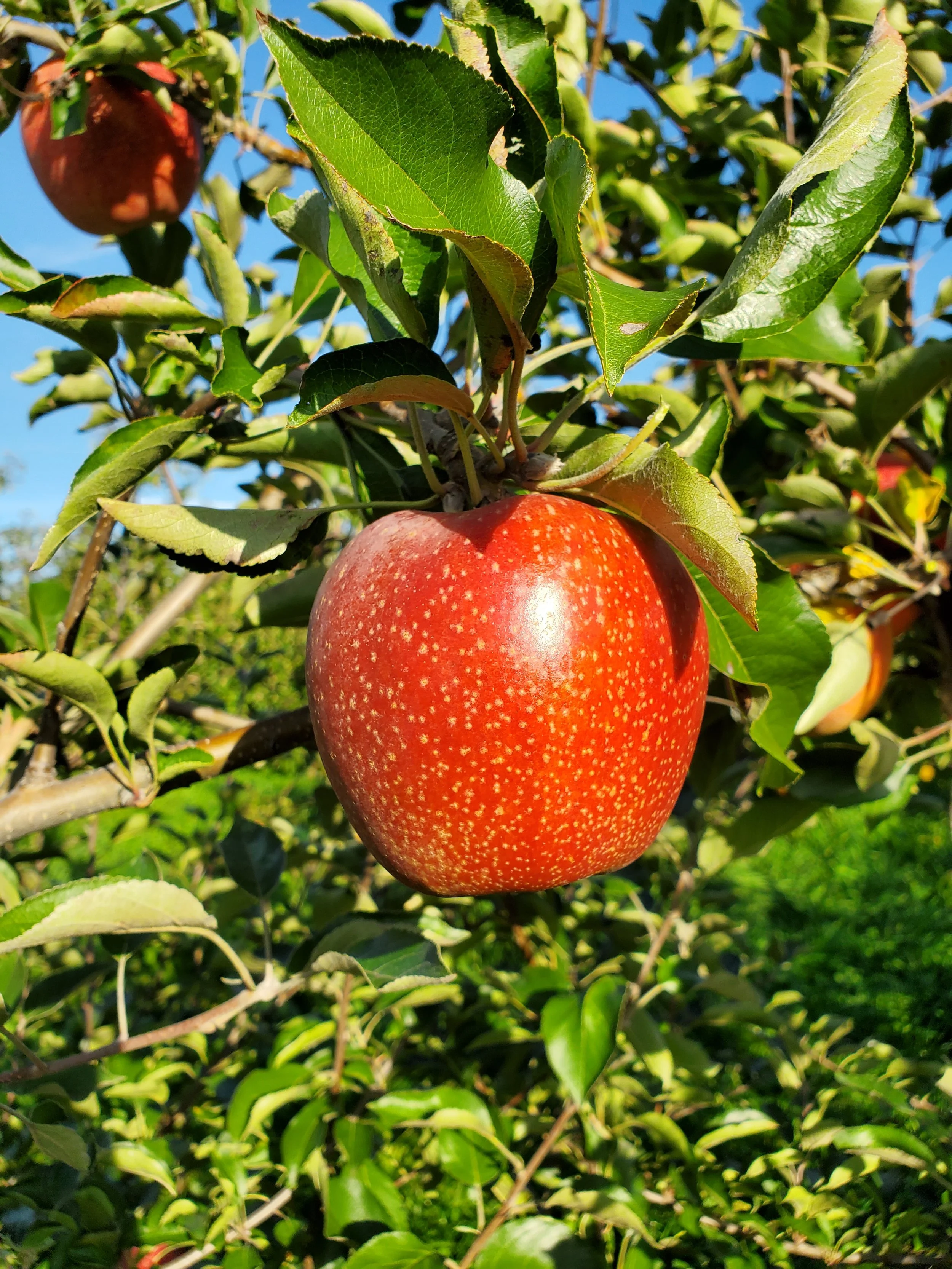 Apple Picking | Hidden Gem Orchard | Southbury, CT